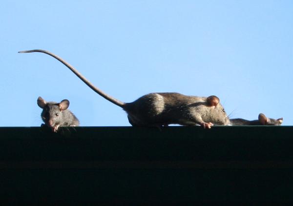 Photo of Rattus rattus by Mike  Edley